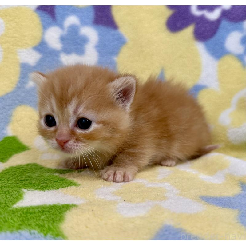 販売中の神奈川県のマンチカン-134270の10枚目