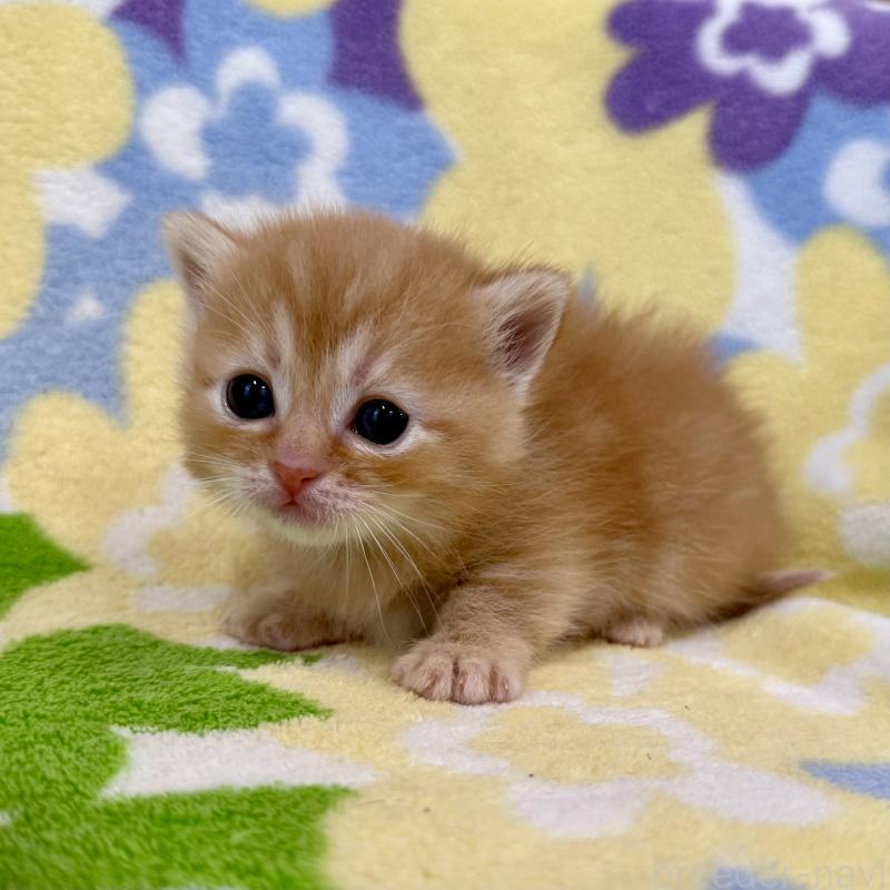 販売中の神奈川県のマンチカン-134270の9枚目