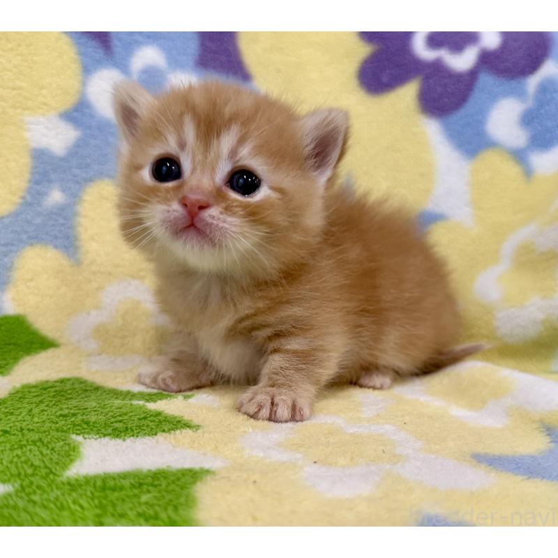 販売中の神奈川県のマンチカン-134270の8枚目