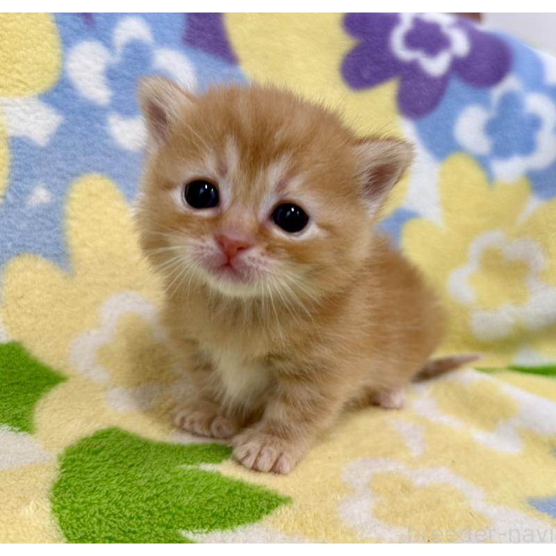 販売中の神奈川県のマンチカン-134270の7枚目