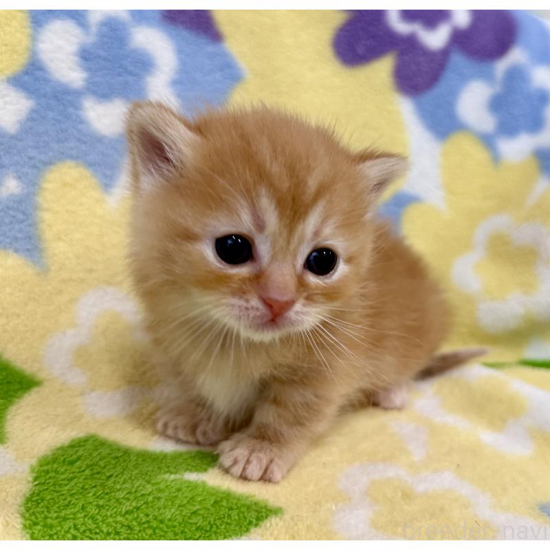 販売中の神奈川県のマンチカン-134270の6枚目