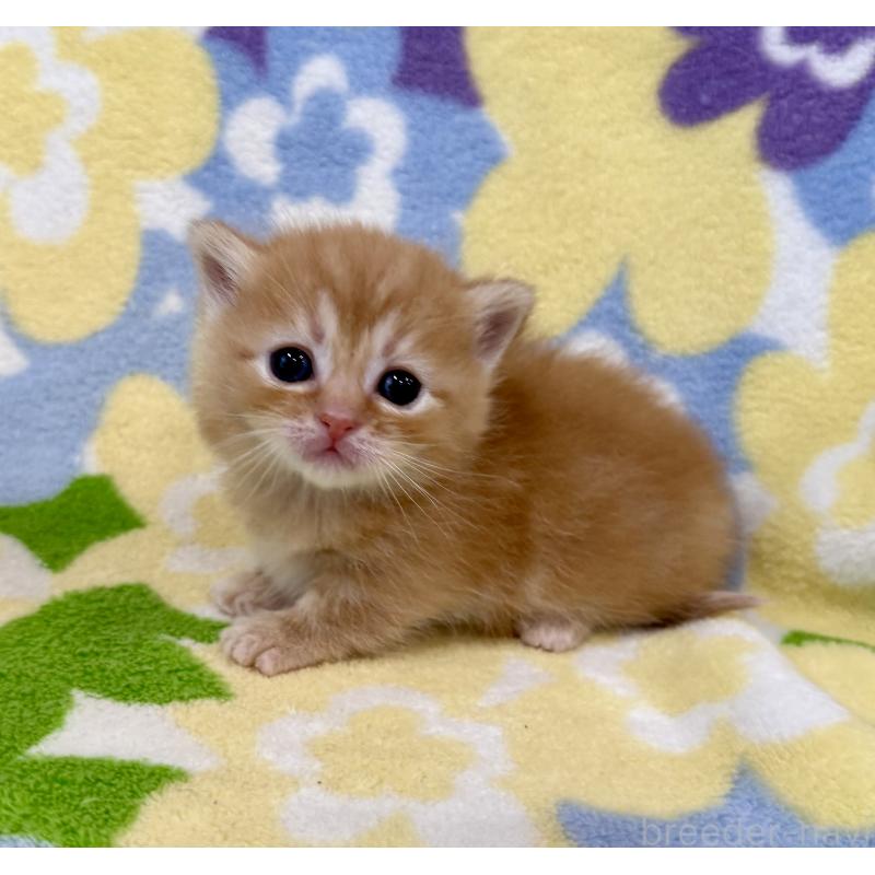 販売中の神奈川県のマンチカン-134270の5枚目