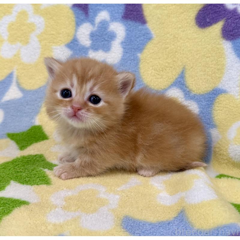 販売中の神奈川県のマンチカン-134270の4枚目