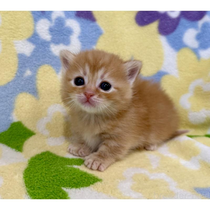 販売中の神奈川県のマンチカン-134270の3枚目