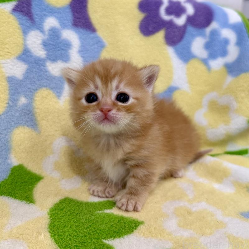 販売中の神奈川県のマンチカン-134270の2枚目