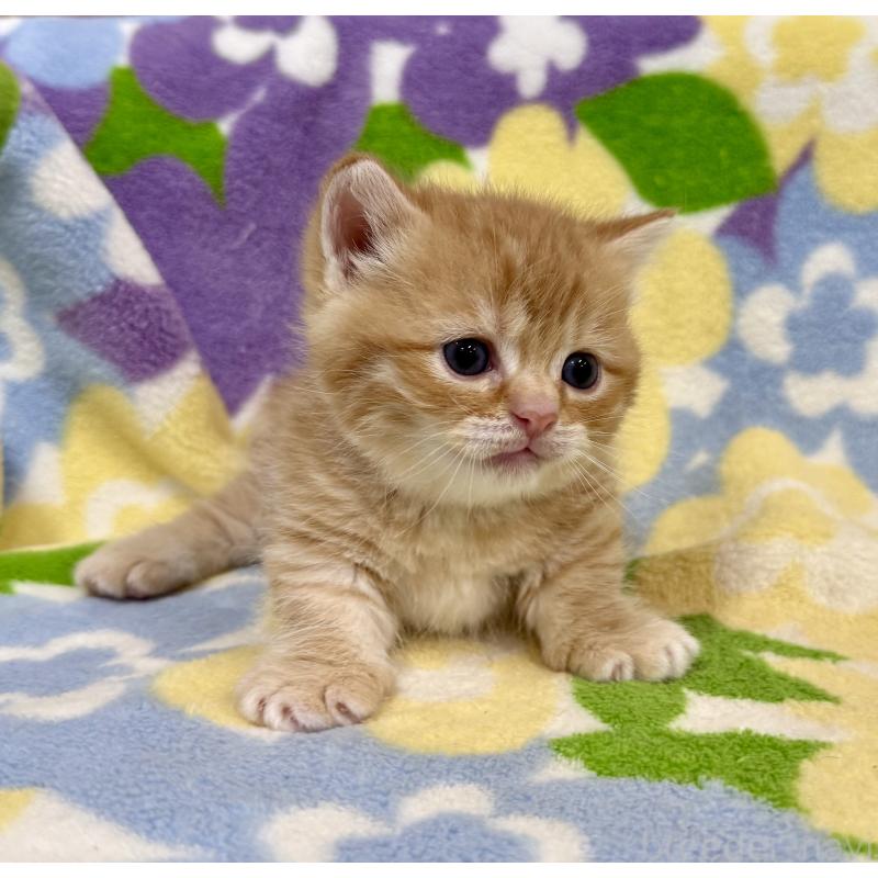 販売中の神奈川県のマンチカン-134271の10枚目