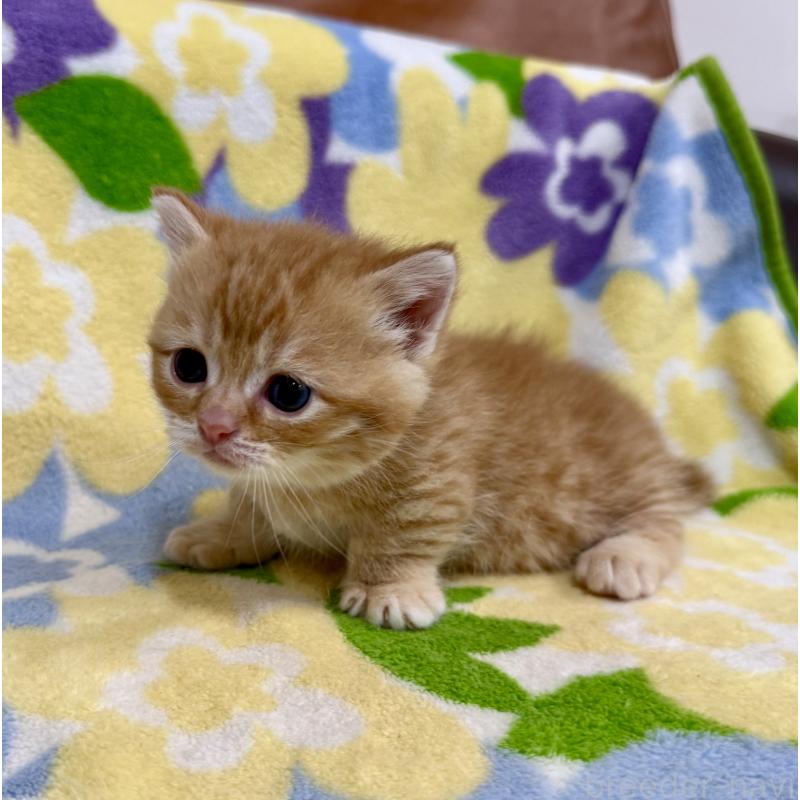 販売中の神奈川県のマンチカン-134271の9枚目