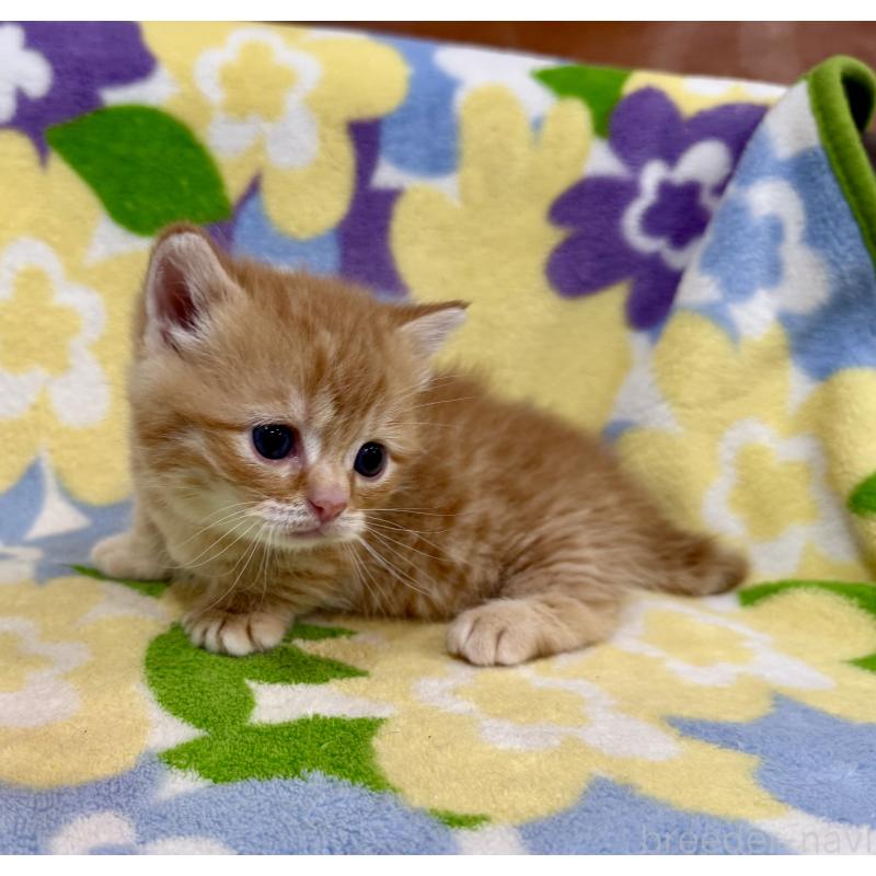 販売中の神奈川県のマンチカン-134271の7枚目