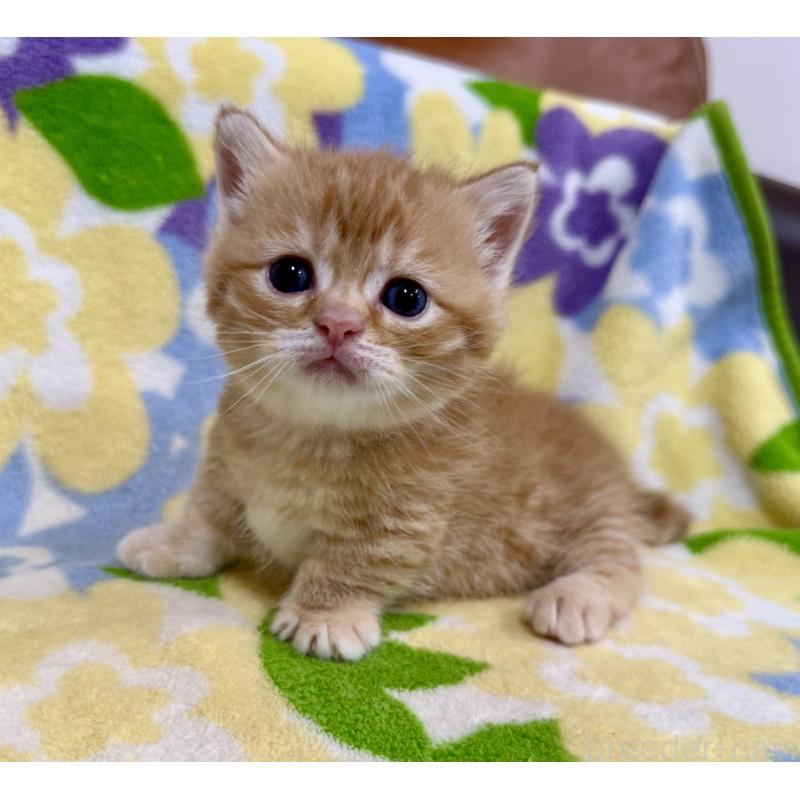 販売中の神奈川県のマンチカン-134271の1枚目