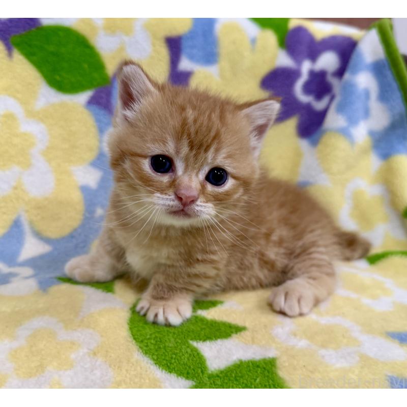 販売中の神奈川県のマンチカン-134271の6枚目