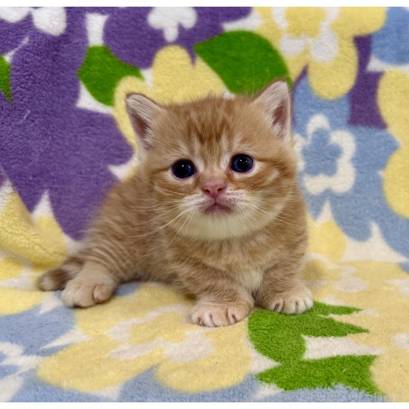 販売中の神奈川県のマンチカン-134271の4枚目