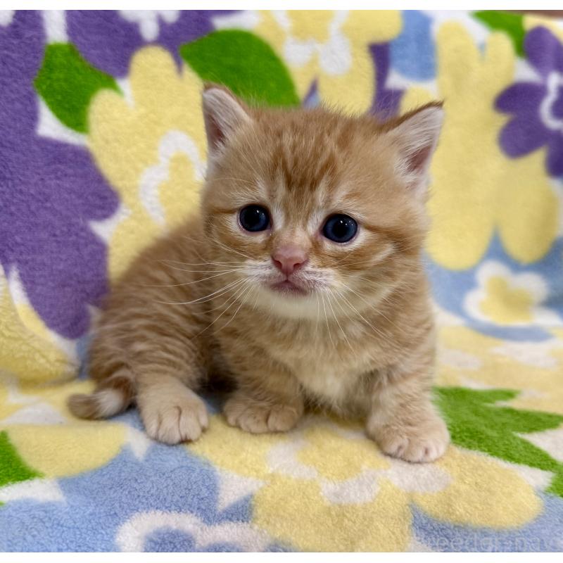 販売中の神奈川県のマンチカン-134271の3枚目