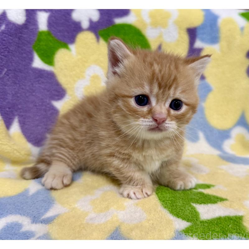 販売中の神奈川県のマンチカン-134271の2枚目