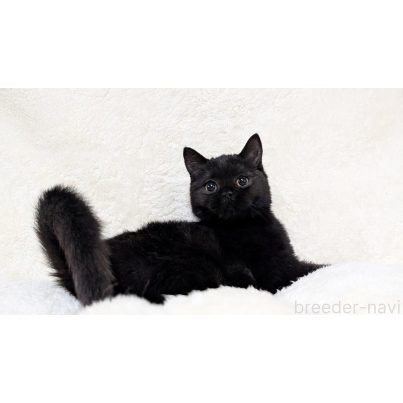 販売中の宮城県のスコティッシュフォールド-128902の5枚目