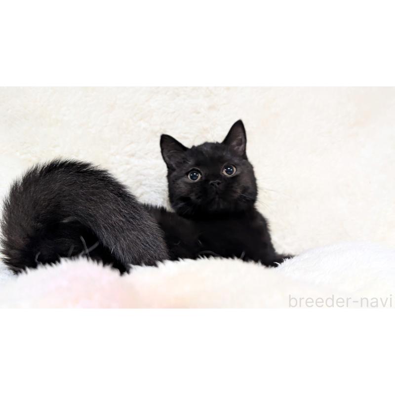 販売中の宮城県のスコティッシュフォールド-128902の4枚目