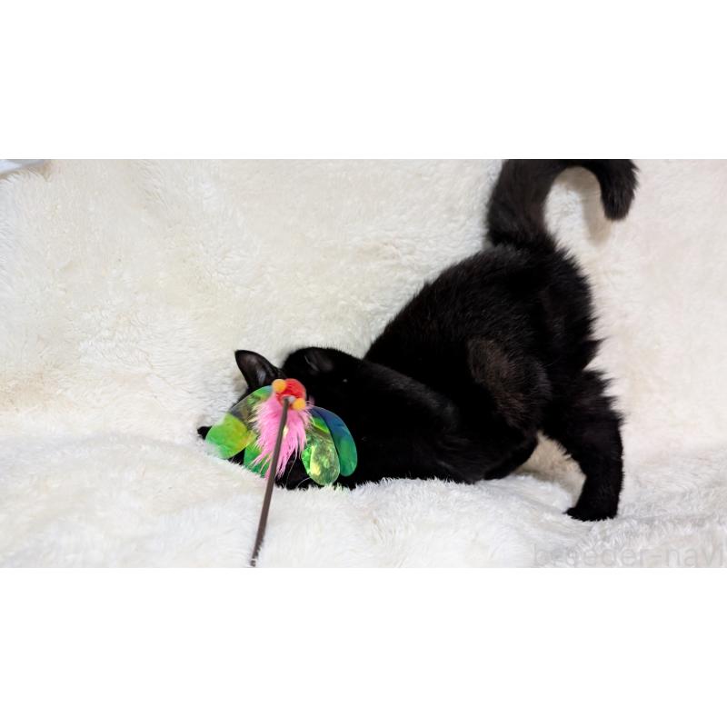 販売中の宮城県のスコティッシュフォールド-128902の3枚目