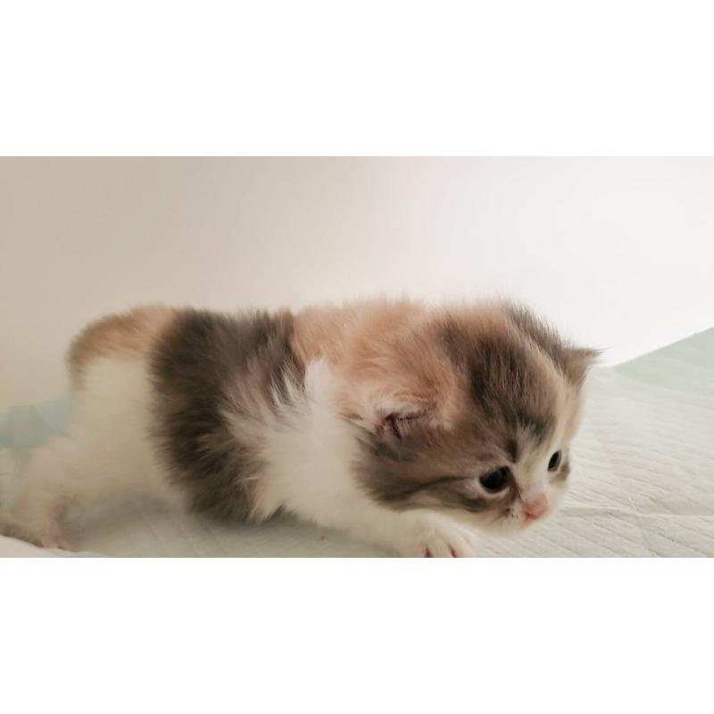 販売中の大阪府のミヌエット-134220の6枚目