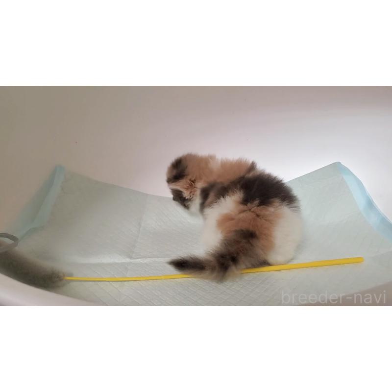 販売中の大阪府のミヌエット-134220の4枚目