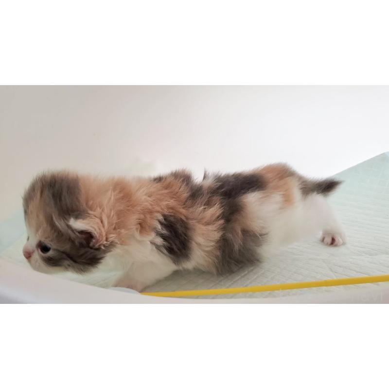 販売中の大阪府のミヌエット-134220の3枚目