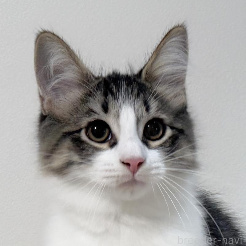 販売中の茨城県のサイベリアン-125270の1枚目