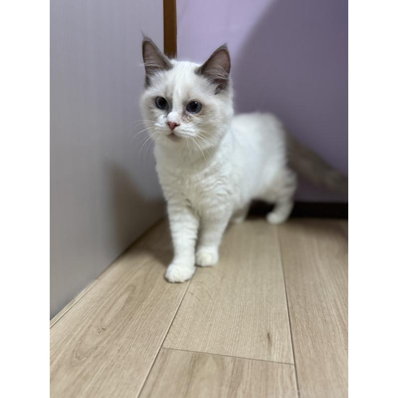 販売中の千葉県のラグドール-134273の6枚目