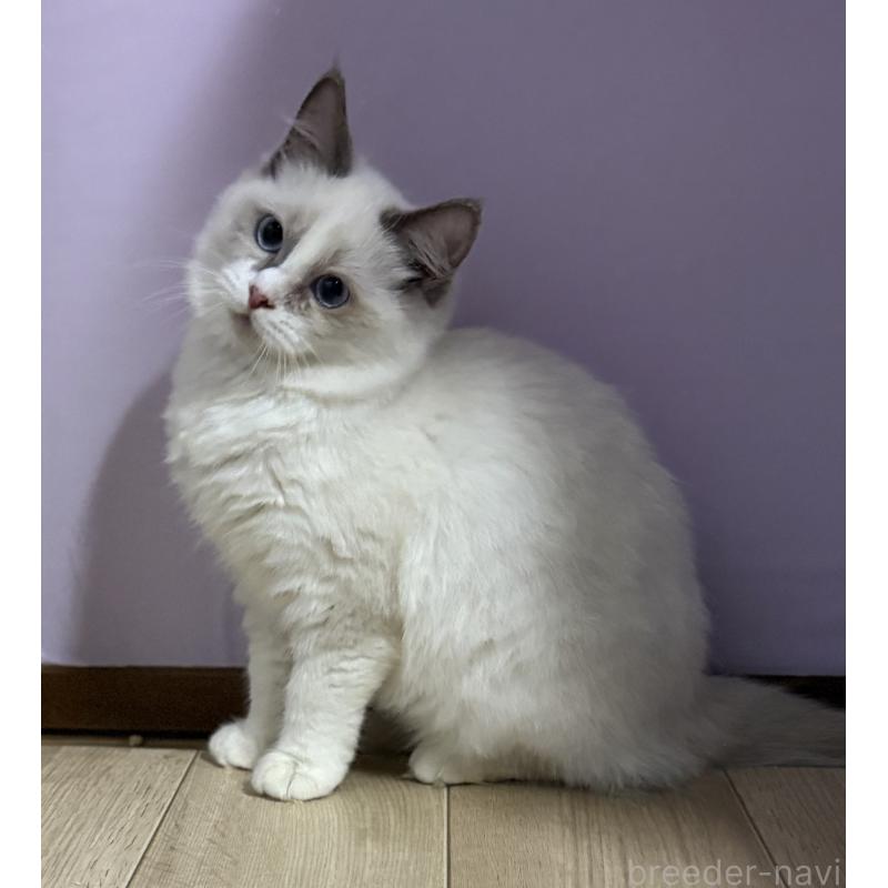 販売中の千葉県のラグドール-134273の5枚目