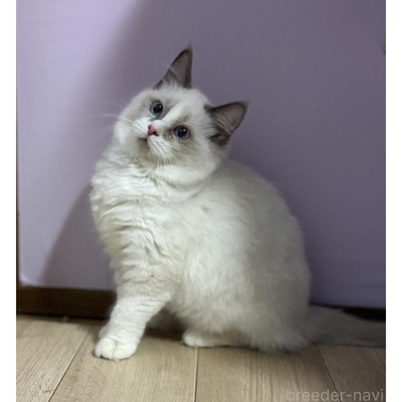 販売中の千葉県のラグドール-134273の4枚目