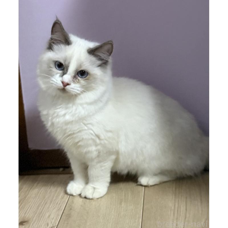 販売中の千葉県のラグドール-134273の3枚目