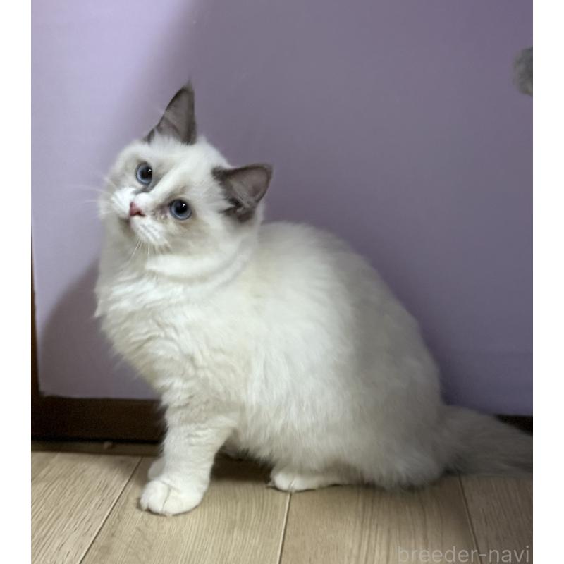 販売中の千葉県のラグドール-134273の2枚目