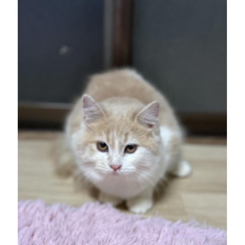 販売中の千葉県のサイベリアン-134274の5枚目