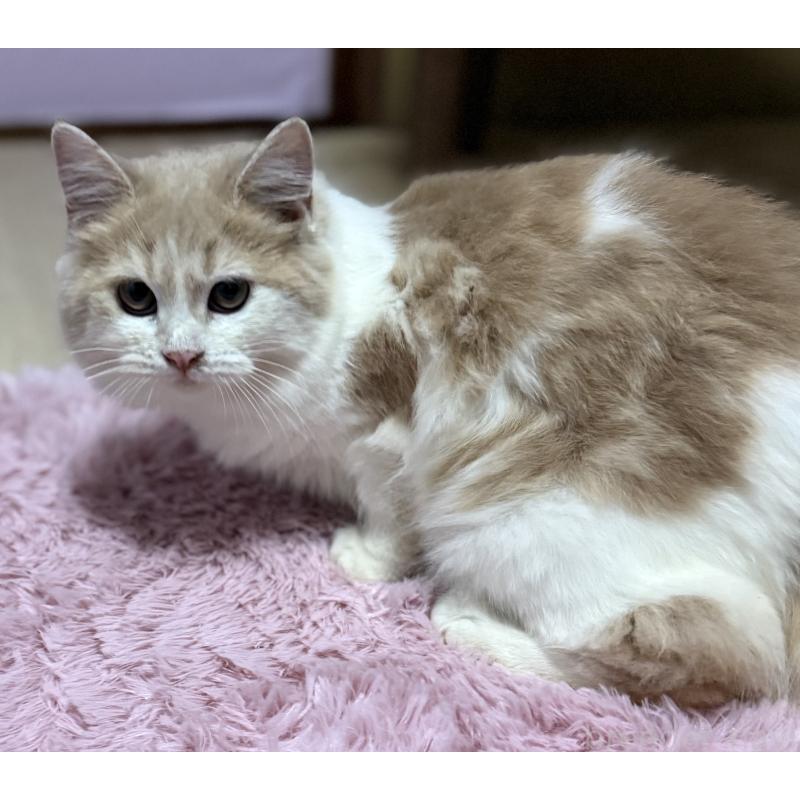 販売中の千葉県のサイベリアン-134274の4枚目