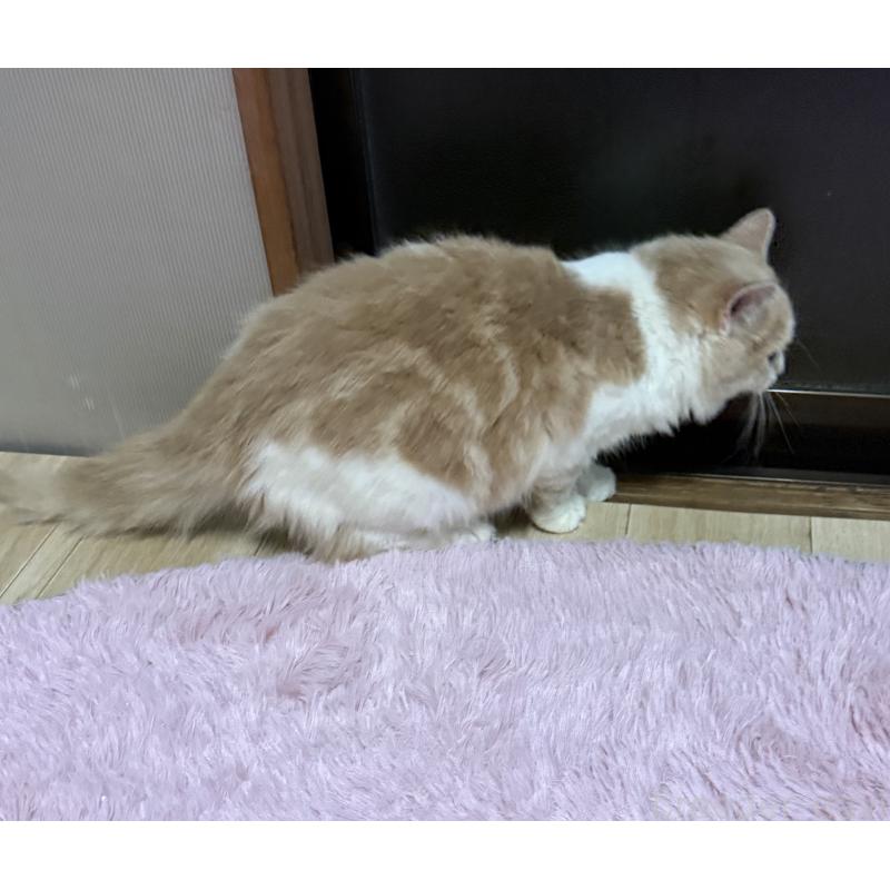 販売中の千葉県のサイベリアン-134274の3枚目