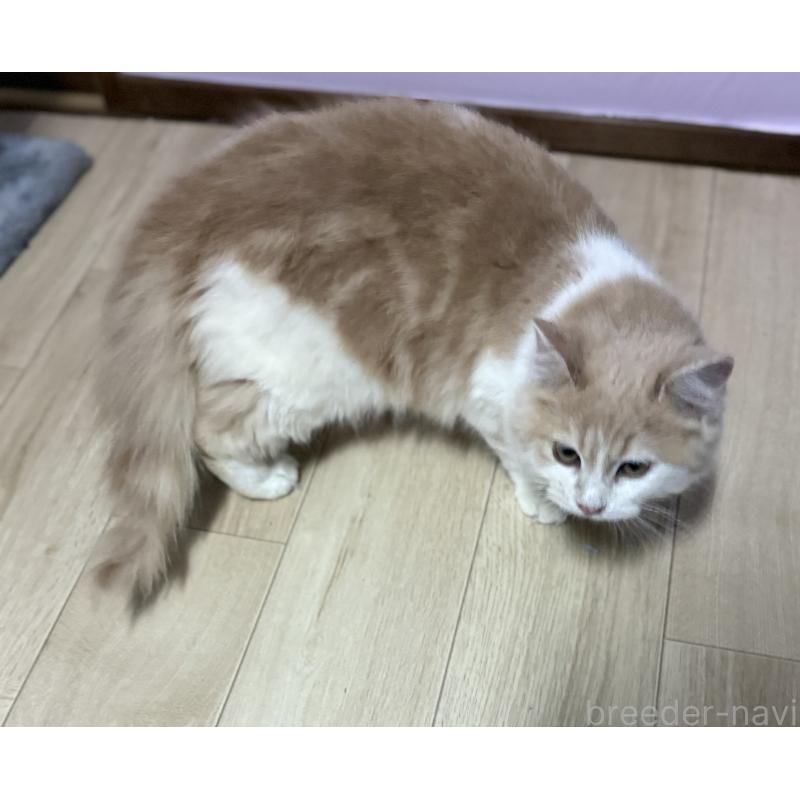 販売中の千葉県のサイベリアン-134274の2枚目