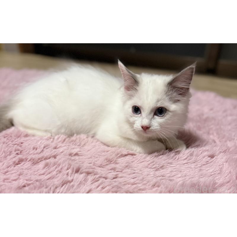 販売中の千葉県のラグドール-134275の7枚目