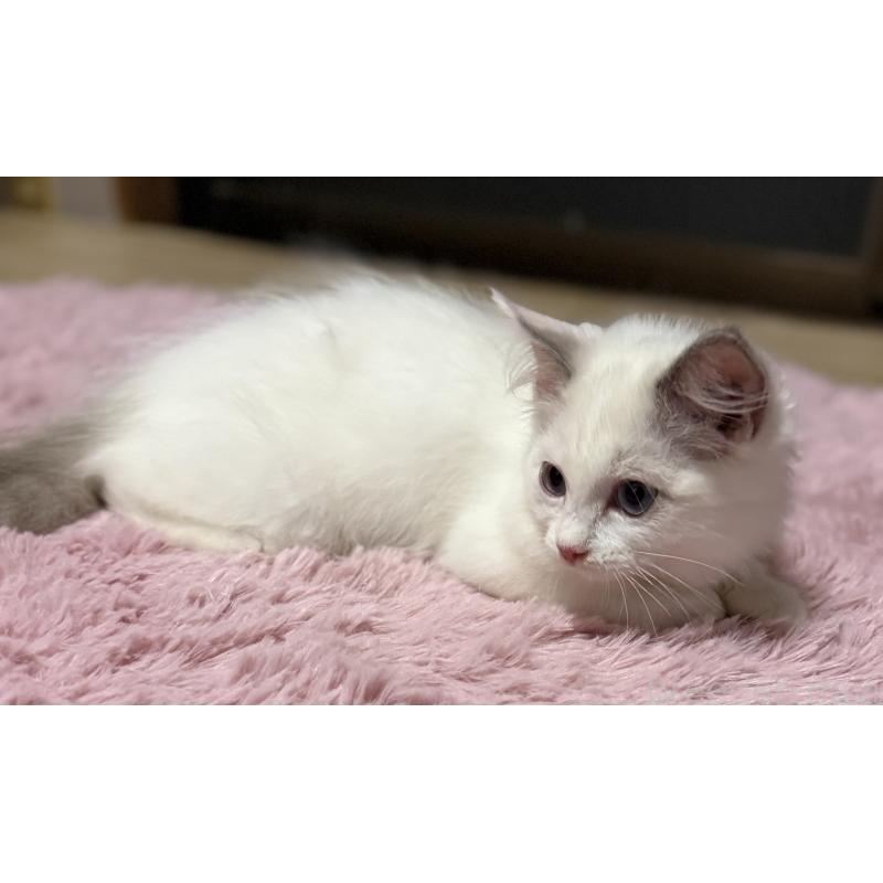 販売中の千葉県のラグドール-134275の6枚目