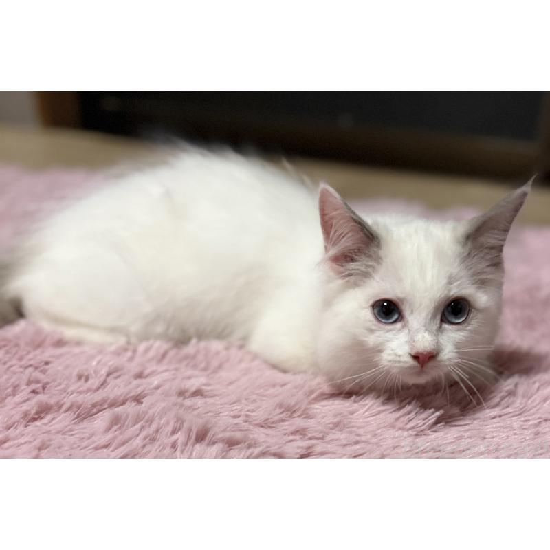 販売中の千葉県のラグドール-134275の5枚目