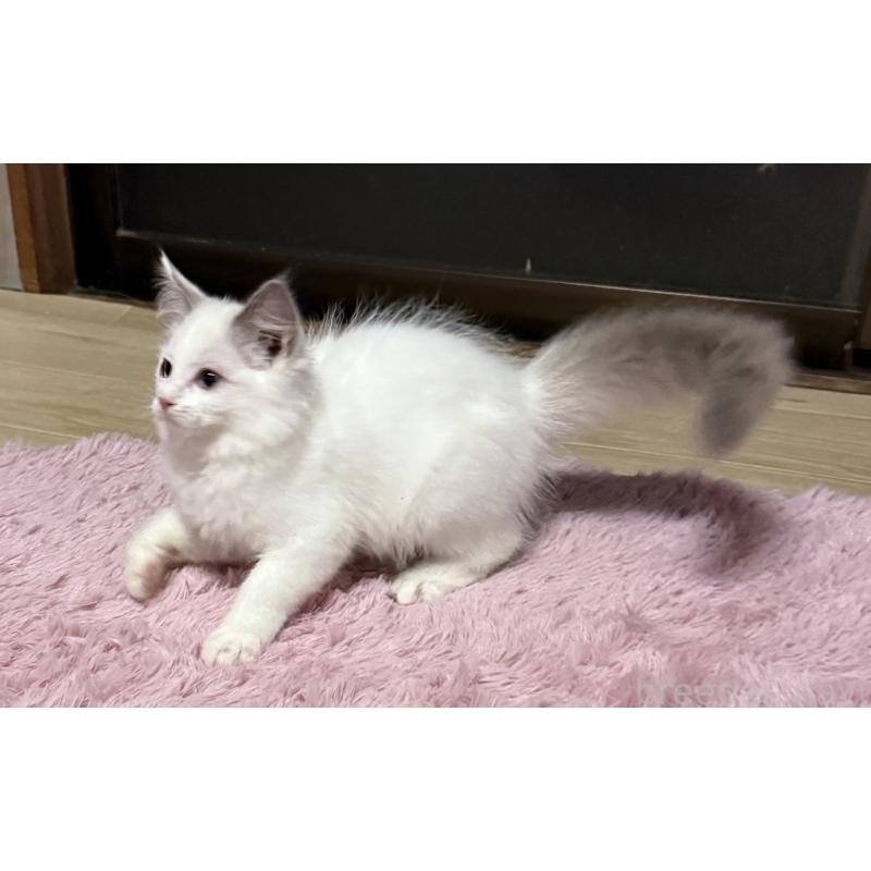 販売中の千葉県のラグドール-134275の4枚目