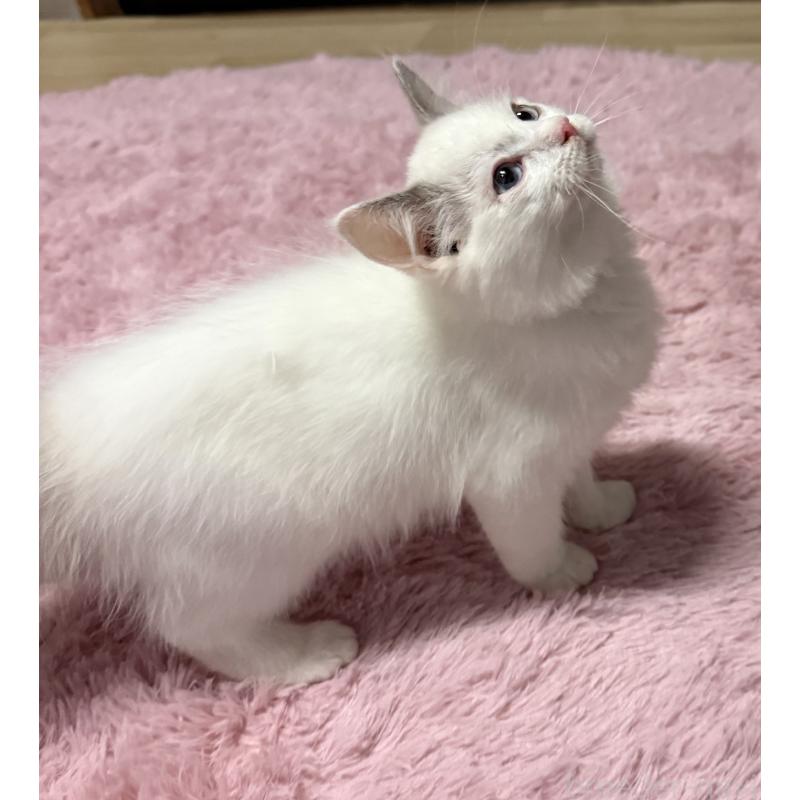 販売中の千葉県のラグドール-134275の3枚目