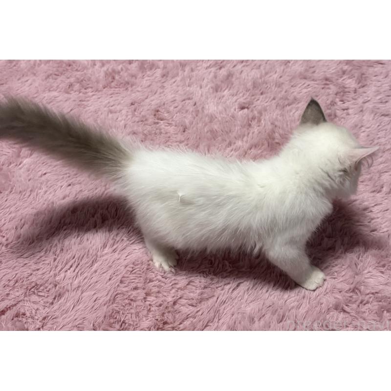 販売中の千葉県のラグドール-134275の2枚目