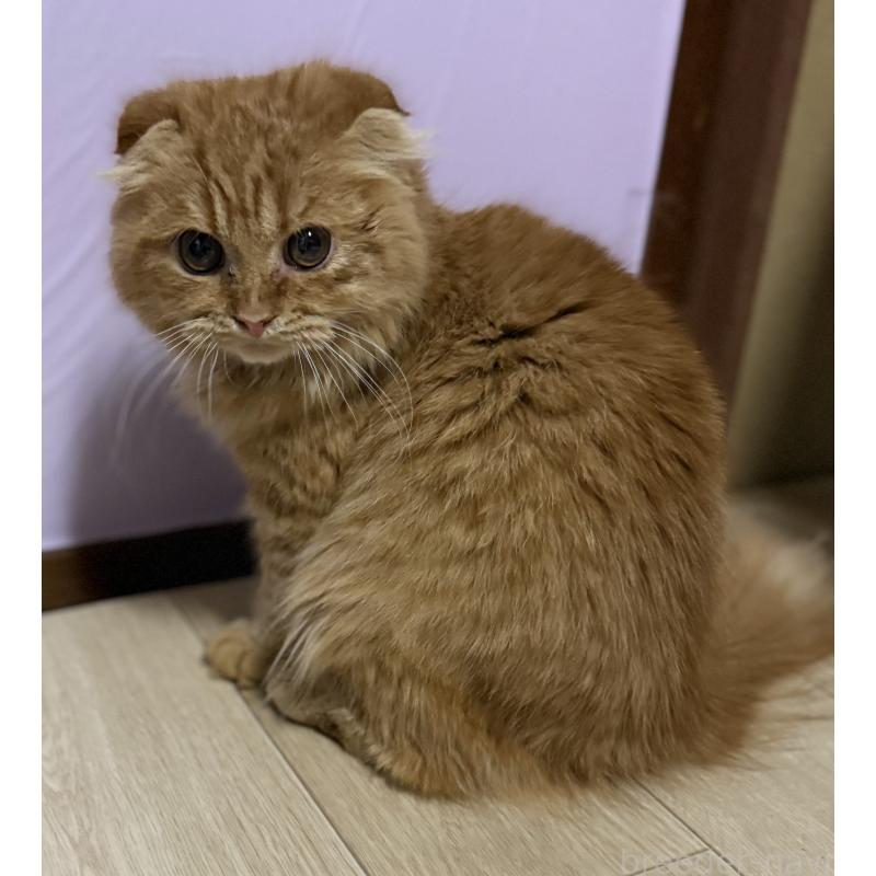 販売中の千葉県のスコティッシュフォールド(折れ耳)-134276の6枚目