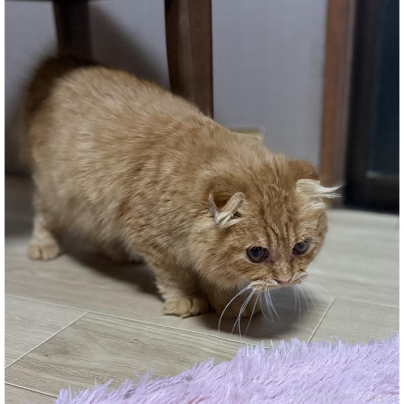 販売中の千葉県のスコティッシュフォールド(折れ耳)-134276の5枚目