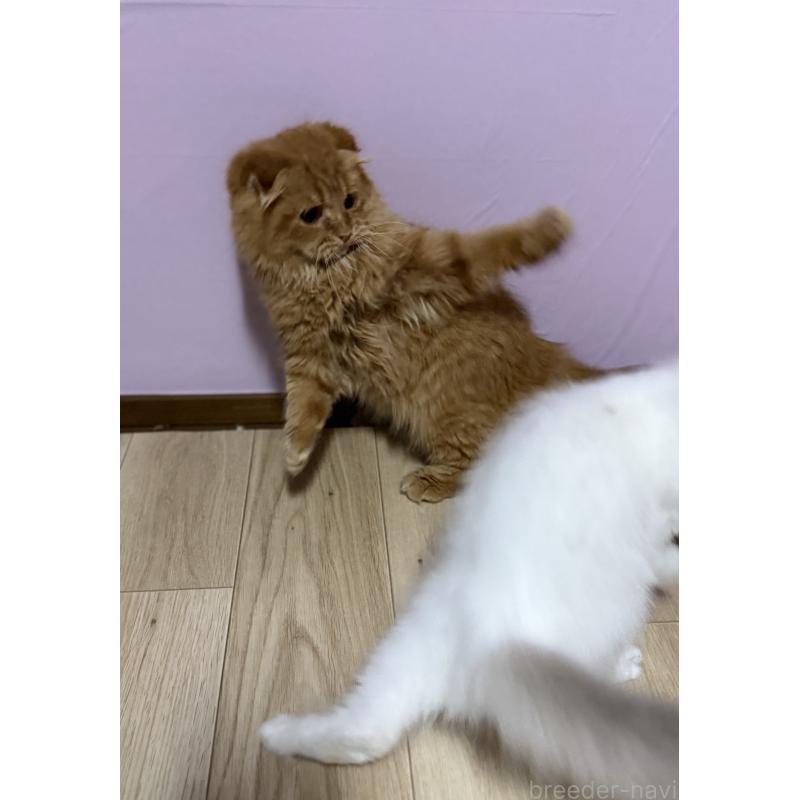 販売中の千葉県のスコティッシュフォールド(折れ耳)-134276の4枚目