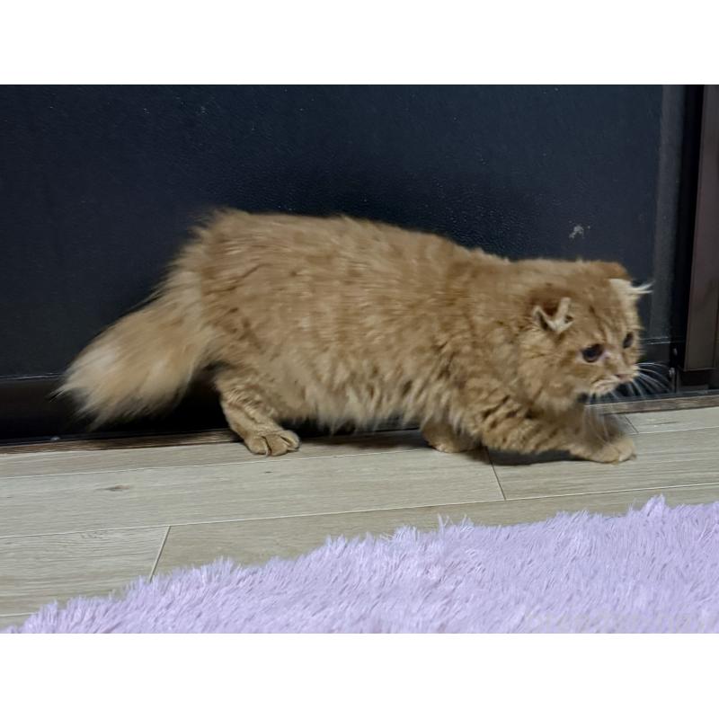 販売中の千葉県のスコティッシュフォールド(折れ耳)-134276の3枚目