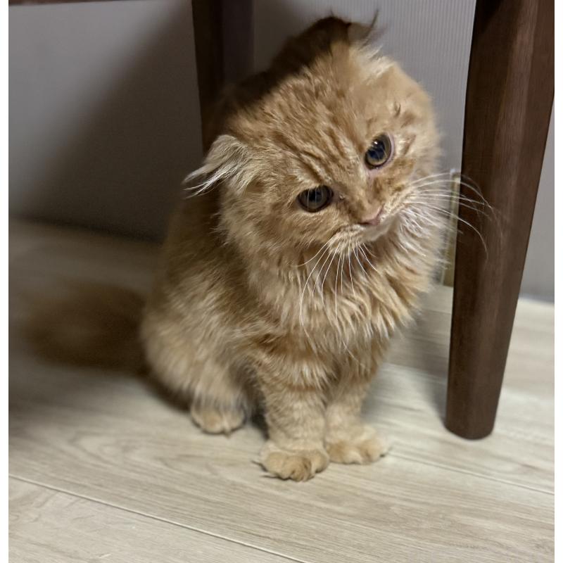 販売中の千葉県のスコティッシュフォールド(折れ耳)-134276の2枚目