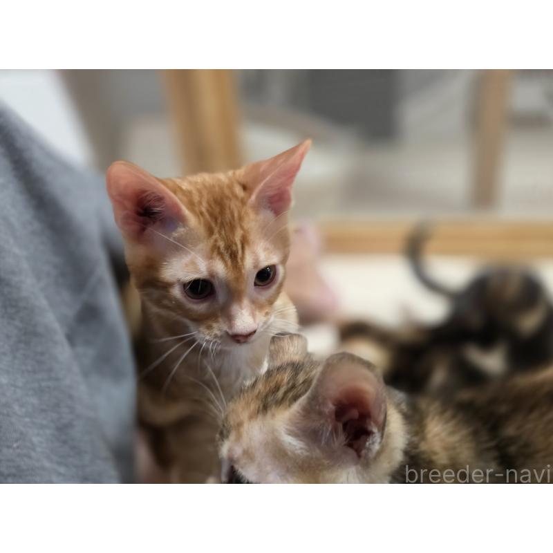 販売中の神奈川県のベンガル-129174の2枚目