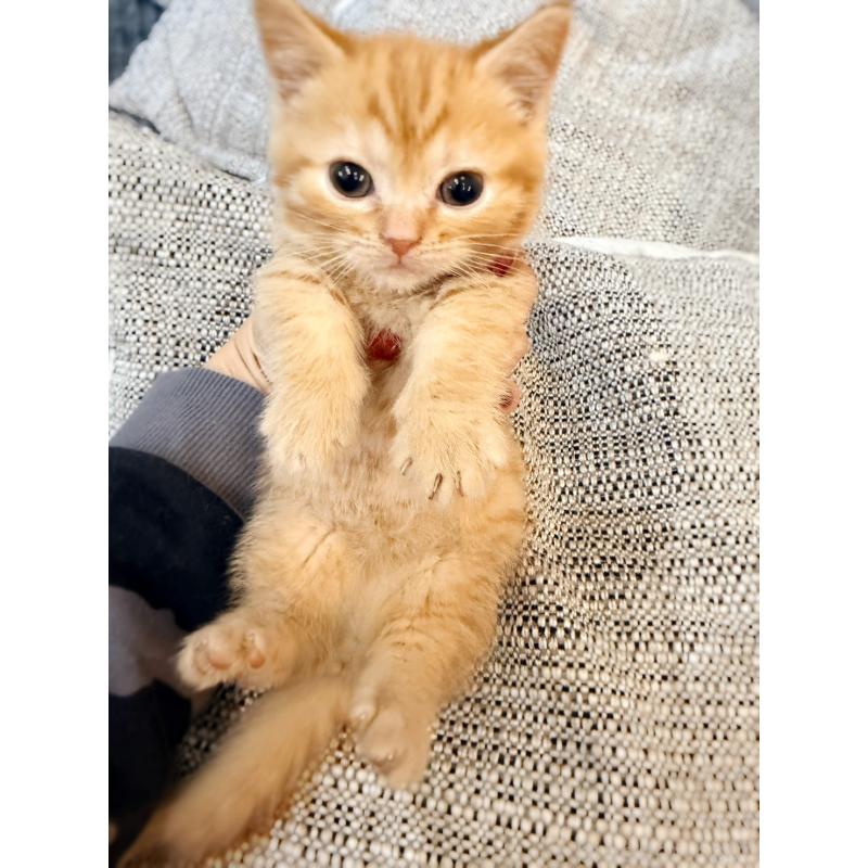 販売中の徳島県のマンチカン(短足)-134280の14枚目