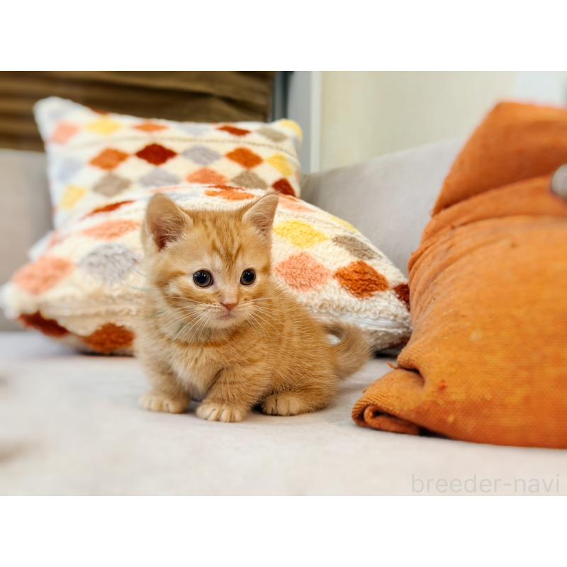 販売中の徳島県のマンチカン(短足)-134280の13枚目