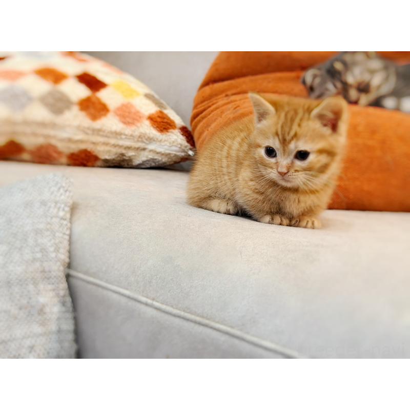 販売中の徳島県のマンチカン(短足)-134280の12枚目