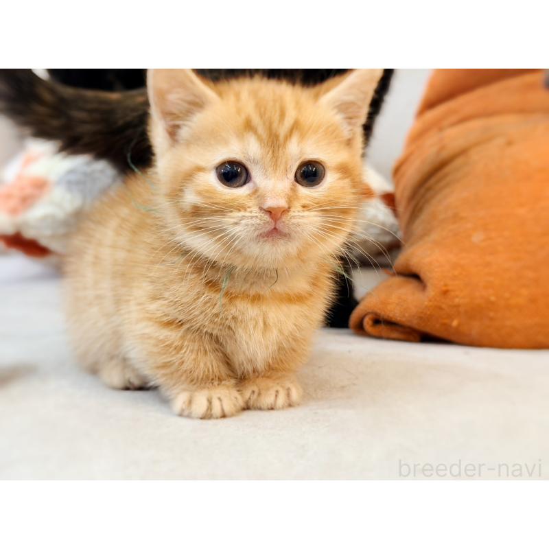 販売中の徳島県のマンチカン(短足)-134280の11枚目