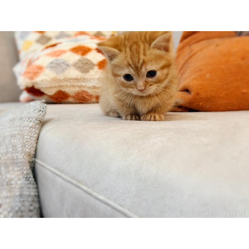 販売中の徳島県のマンチカン(短足)-134280の10枚目